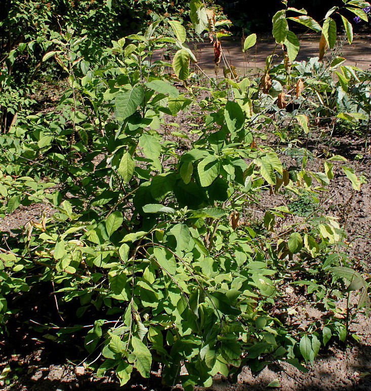 Изображение особи Exochorda giraldii.