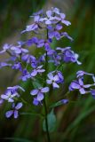 Hesperis matronalis разновидность glabra