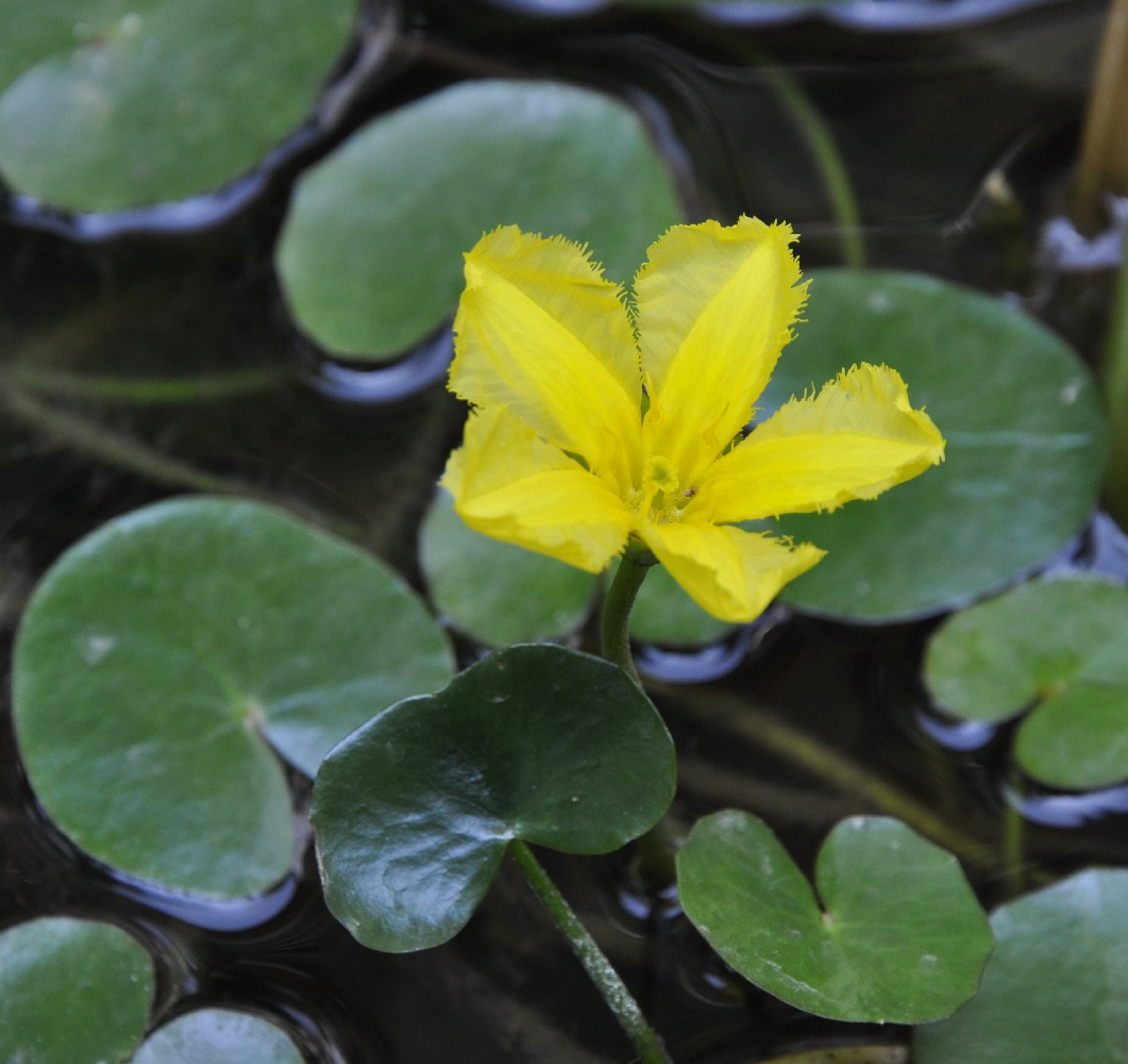 Изображение особи Nymphoides peltata.