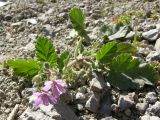 Erodium malacoides. Цветущее растение. Южный Берег Крыма, окр. Симеиза. 26 апреля 2009 г.