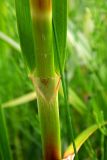 Scirpus sylvaticus. Часть стебля с основанием листа. Новгородская обл., Боровичский р-н, к с.-з. от дер. Тини, луговой склон к лесному массиву. 14.06.2015.