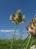 Astragalus kirilovii