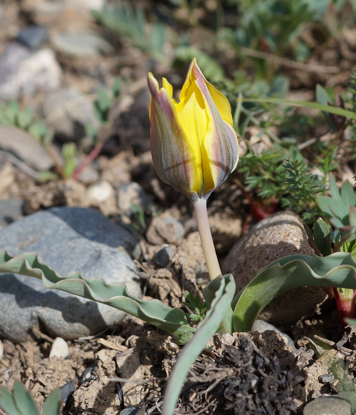 Изображение особи Tulipa tetraphylla.