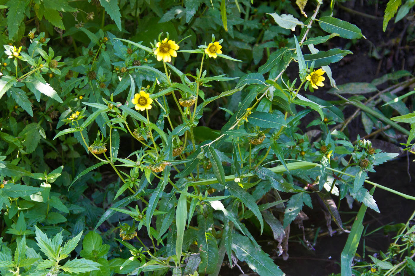 Изображение особи Bidens cernua var. radiata.