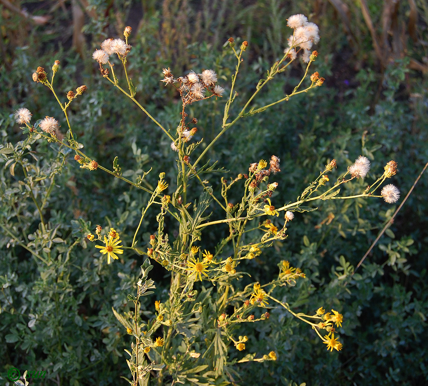 Изображение особи Senecio grandidentatus.