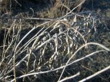 Pseudosophora alopecuroides. Высохшая вехушка растения с прошлогодними плодами. Казахстан, побережье р. Или, р-н Баканаса. 01.04.2010.