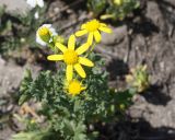 Senecio vernalis. Верхушка цветущего растения. Армения, Армавирская обл., г. Вагаршапат, пустырь около храма Гаянэ. 30.04.2017.