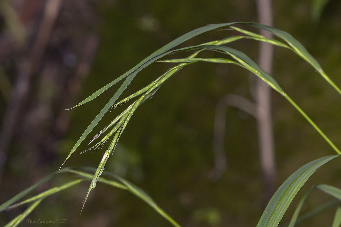 Изображение особи Brachypodium sylvaticum.