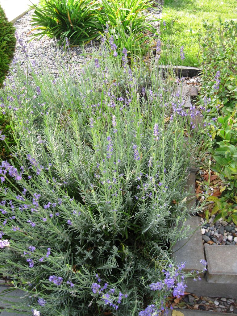 Изображение особи Lavandula angustifolia.