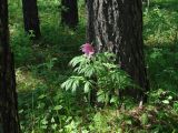 Paeonia anomala. Цветущее растение. Иркутская обл., Шелеховский р-н, окр. с. Шаманка, смешанный лес. 02.06.2017.