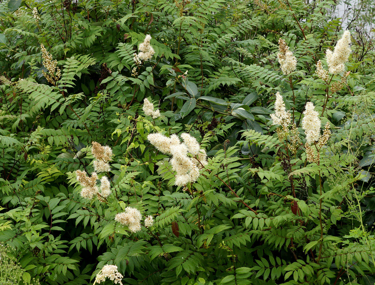 Изображение особи Sorbaria sorbifolia.