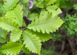 род Quercus. Верхушка побега. Грузия, край Рача-Лечхуми и Нижняя Сванетия, Амбролаурский муниципалитет, окр. с. Зеда-Гвардиа, дол. р. Шарола, выс. 610 м н.у.м., лиственный лес, обочина грунтовой дороги. 07.05.2017.