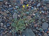 Crepis flexuosa