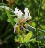 Trifolium clypeatum. Соцветие. Израиль, к востоку от большого Тель-Авива, Национальный парк Мигдаль Цедек, луг на месте гариги. 05.03.2018.