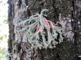 Ramalina fastigiata