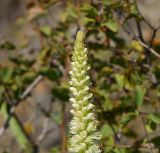 Orostachys spinosa