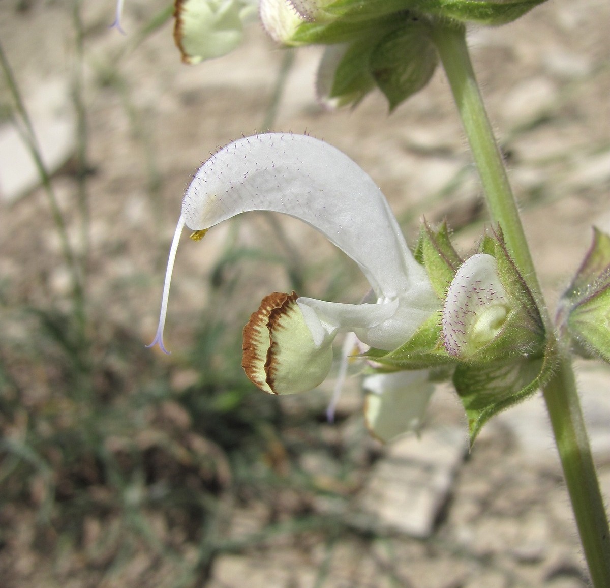 Изображение особи Salvia verbascifolia.