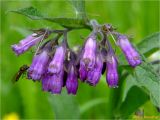 Symphytum officinale. Соцветие. Украина, Львовская обл., Сколевский р-н, национальный природный парк \"Сколевские Бескиды\", окр. с. Каменка, опушка леса. 28.05.2018.