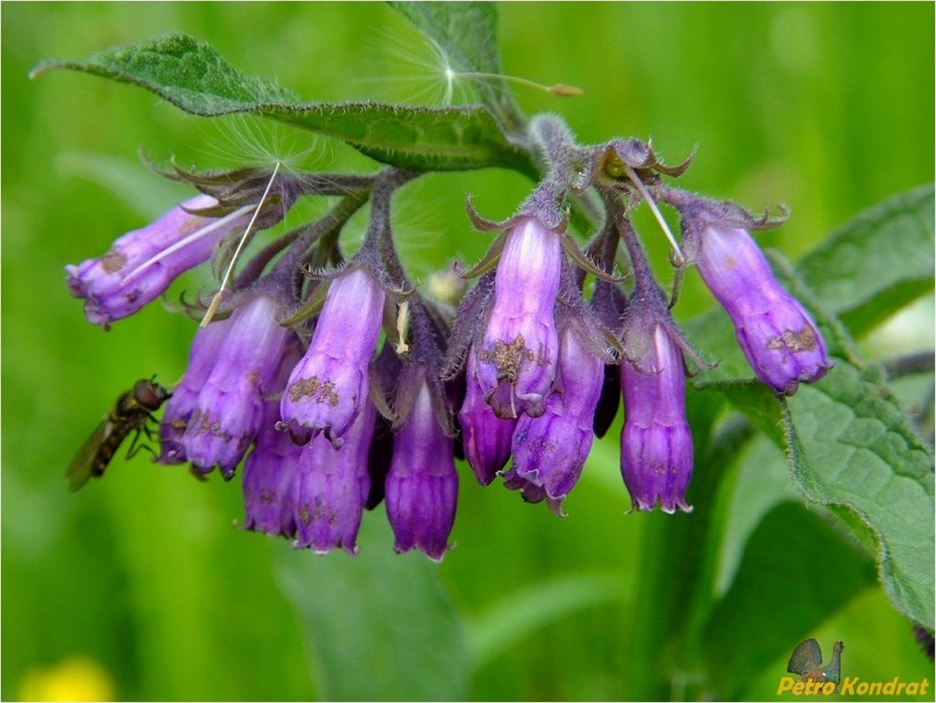 Изображение особи Symphytum officinale.