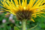 Inula grandiflora. Обёртка корзинки. Республика Адыгея, Майкопский р-н, Кавказский биосферный заповедник, плато Лаго-Наки, перевал Инструкторское Окно, выс. 2014 м н.у.м., субальпийский высокотравный луг. 28.07.2018.