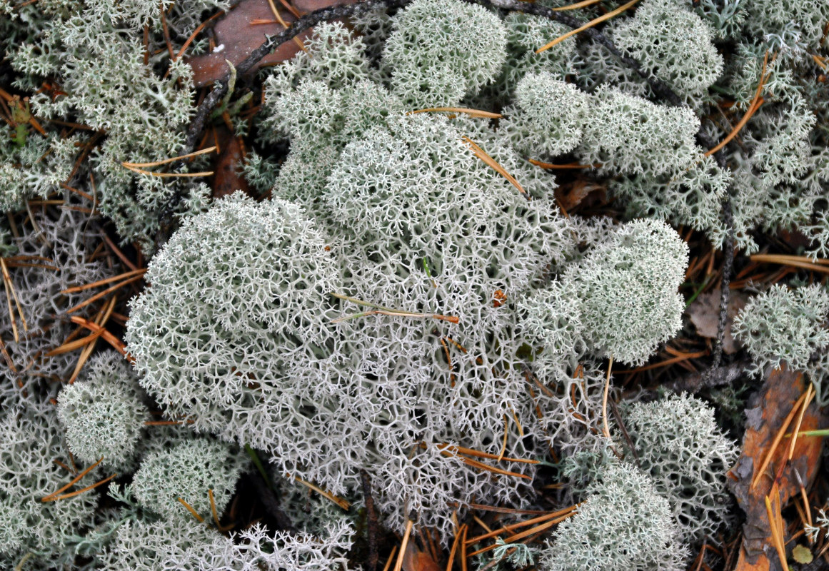 Image of Cladonia stellaris specimen.