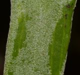 Platycerium bifurcatum