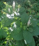 Phytolacca acinosa