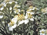 Achillea cretica. Соцветия-корзинки. Греция, о. Родос, окр. мыса Прасониси, песчаный берег Средиземного моря. 9 мая 2011 г.