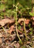 Corallorhiza trifida. Цветущее растение (справа - повреждённый стебель такого же растения). Красноярский край, Среднесибирское плоскогорье, плато Путорана, берег р. Глубокая, в зарослях Salix. 13.07.2021.