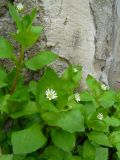 Stellaria neglecta