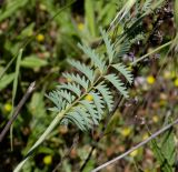 Poterium sanguisorba