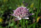 Astrantia maxima. Соцветие. Республика Адыгея, Майкопский р-н, ок. 7 км к югу от с. Новопрохладное, хр. Ду-Ду-Гуш, выс. ок. 1570 м н.у.м., субальпийский луг. 30.07.2022.