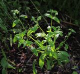 Myosotis sparsiflora