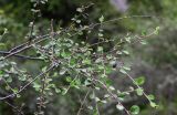 род Cotoneaster