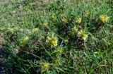 Astragalus aureus