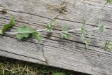 Eryngium planum