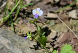 Mazus pumilus