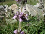 Stachys balansae