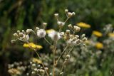 Erigeron khorassanicus. Верхушка плодоносящего растения. Узбекистан, Ташкентская обл., зап. отроги Чаткальского хр., ур. Чимган, ущ. Катта-Коксай. 16.07.2011.