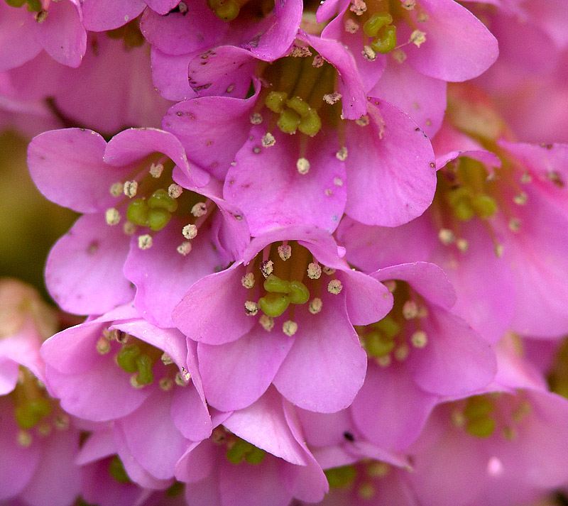 Изображение особи Bergenia crassifolia.