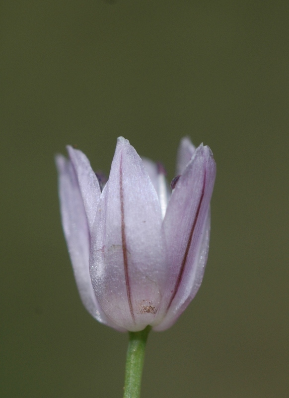 Изображение особи Allium ivasczenkoae.