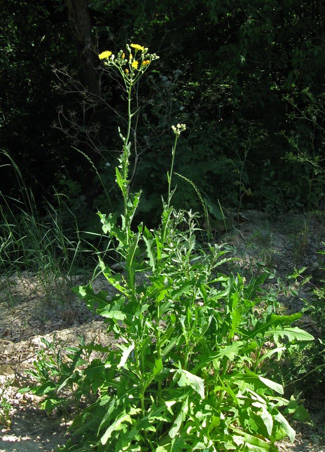 Изображение особи Sonchus arvensis.