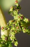 Lipandra polysperma