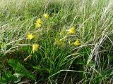 Hemerocallis minor