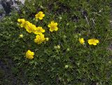 Potentilla biflora