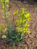 Erysimum kazachstanicum. Цветущее растение на мелкощебнистом участке. Казахстан, Карагандинская обл., подножье горы Бектауата. 01.05.2012.