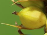 Carex × toezensis