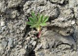 Cleome canescens