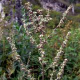 Artemisia vulgaris