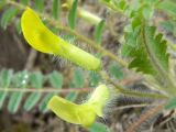 Astragalus utriger